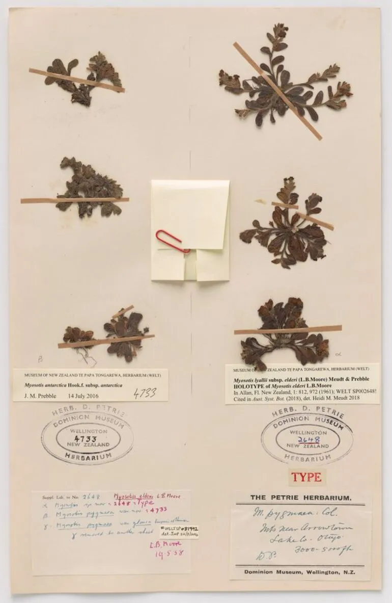 Image: Myosotis lyallii subsp. elderi (L.B.Moore) Meudt & Prebble