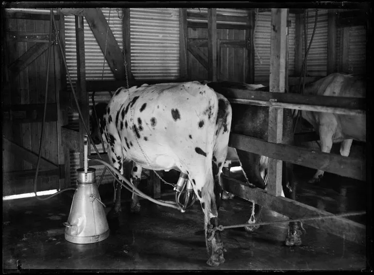 Image: Honourable Mill's Farm near Crail Bay - Milking Cows