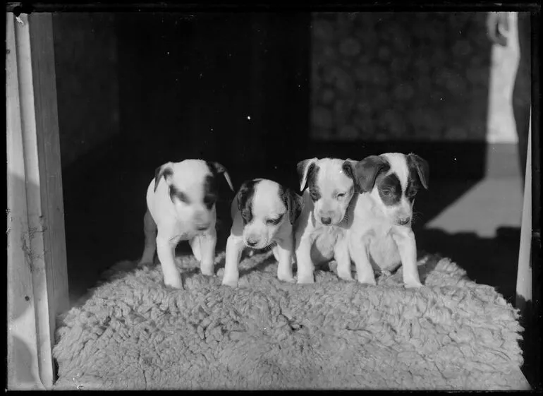 Image: Mills' Puppies