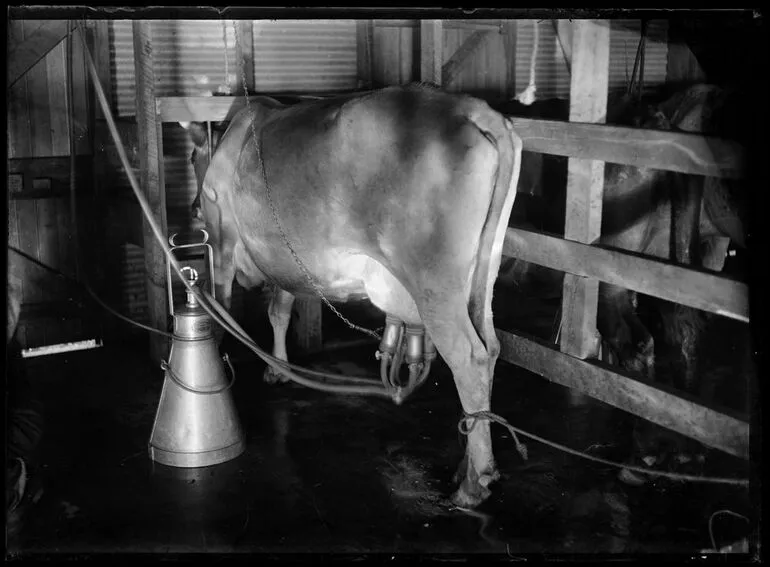 Image: Mechanical Milking