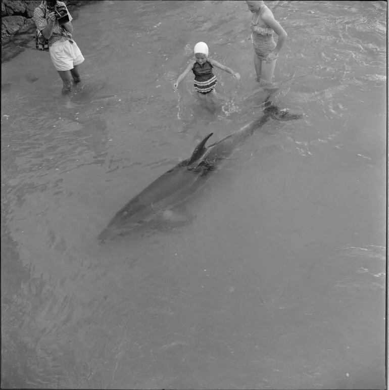Image: Opo the dolphin, Opononi