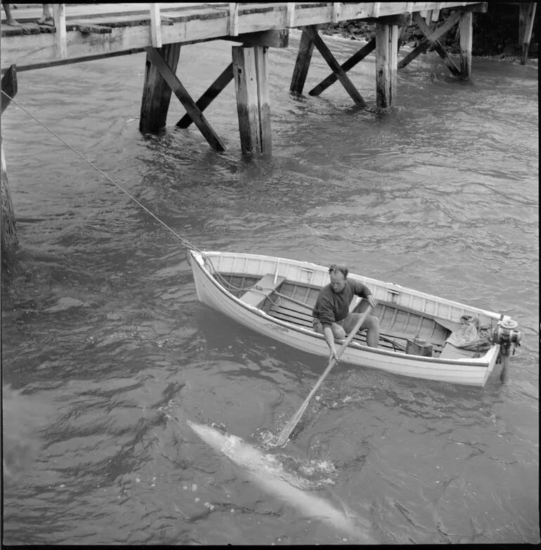 Image: Opo the dolphin, Opononi
