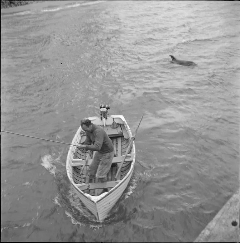 Image: Opo the dolphin, Opononi