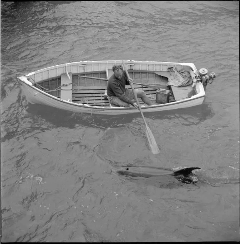 Image: Opo the dolphin, Opononi