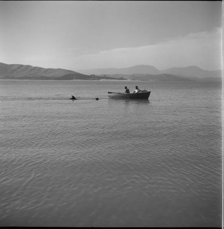 Image: Opo the dolphin, Opononi