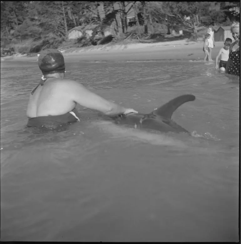 Image: Opo the dolphin, Opononi