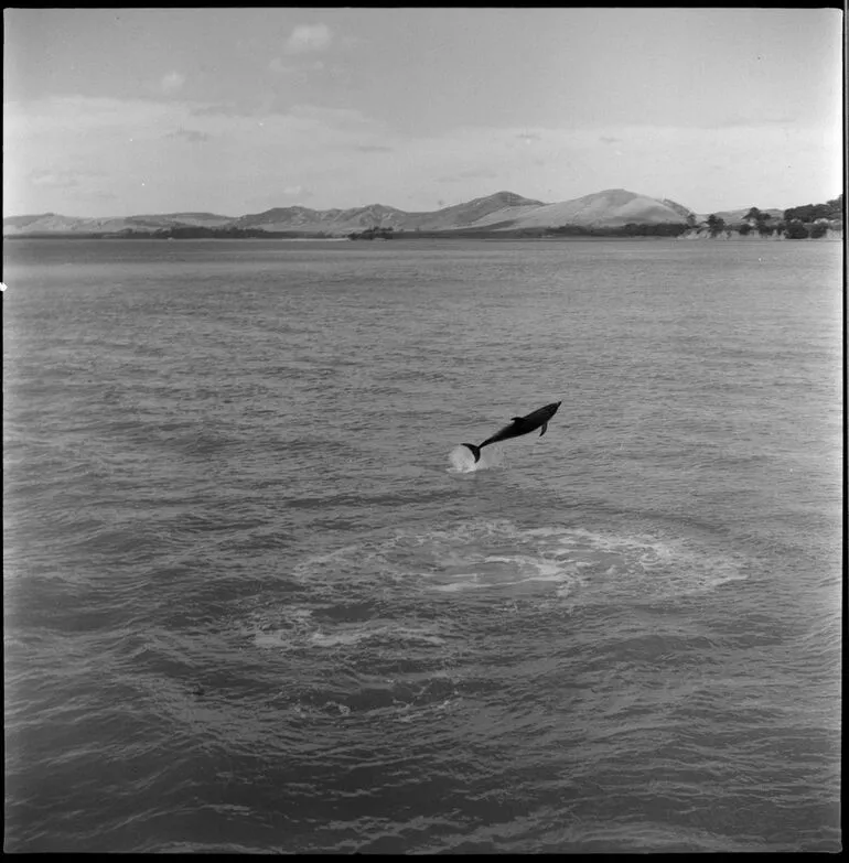 Image: Opo the dolphin, Opononi