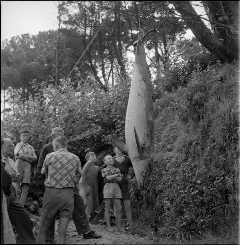 Image: Opo the dolphin, Opononi