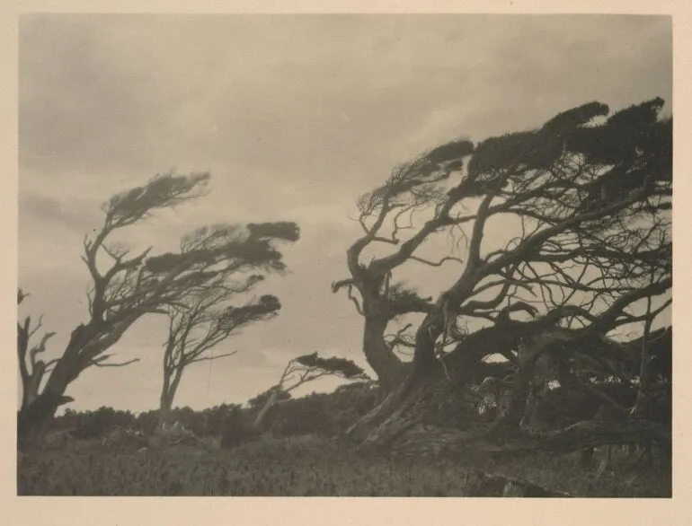 Image: The prevailing wind on the Wilson Property, Invercargill