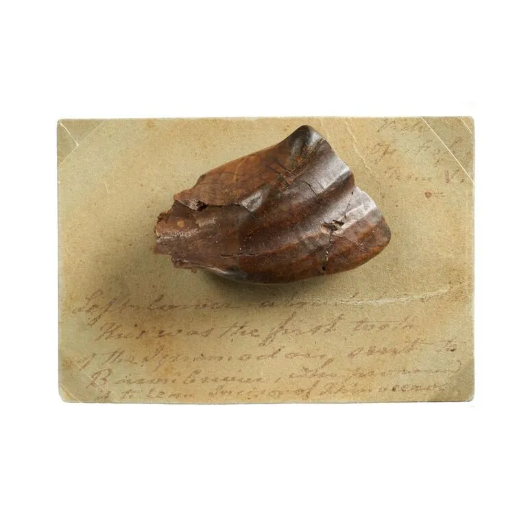 Image: Fossil Iguanodon Tooth