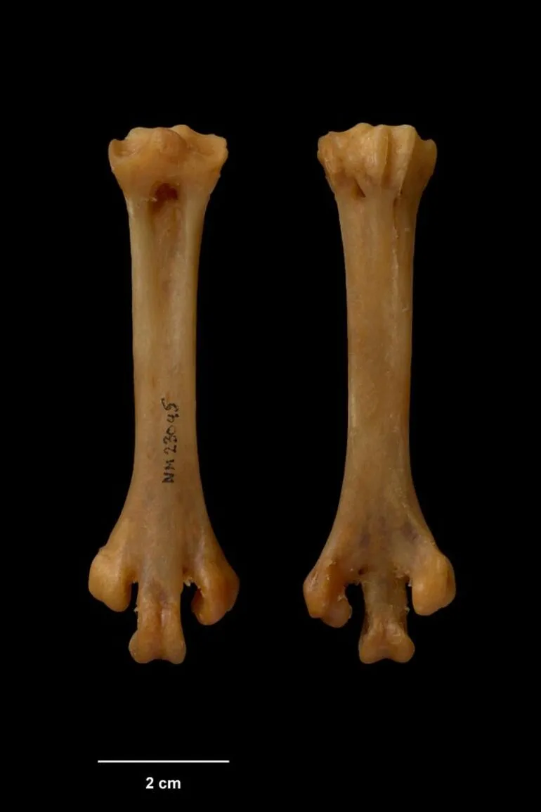 Image: Kiwi, Apteryx maxima
