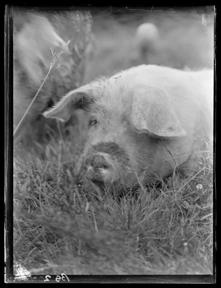 Image: Pig