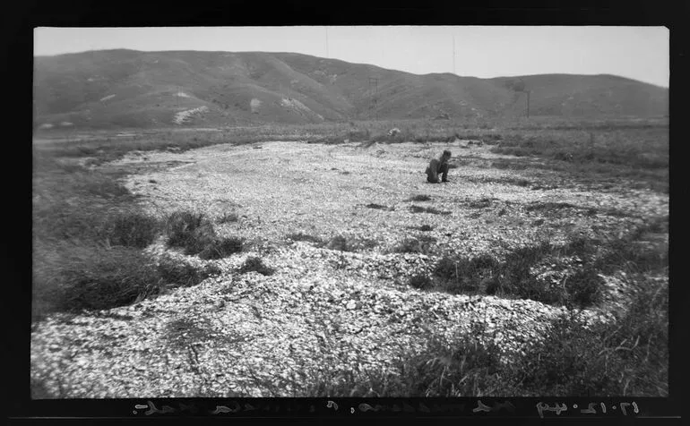 Image: Old middens, Paremata Flat