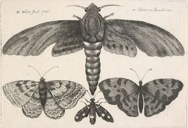 Image: Muscarum scarabeorum ... varie figure. Plate 3. Two moths and two butterflies