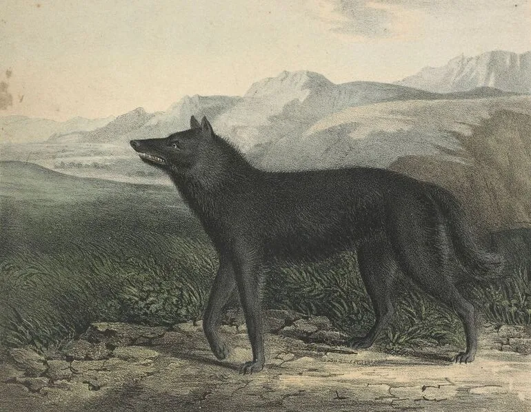Image: Black wolf
