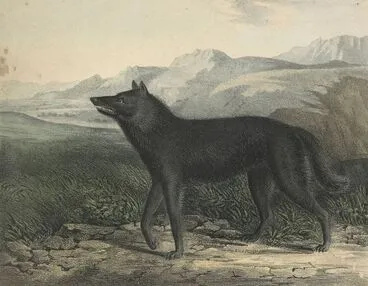Image: Black wolf