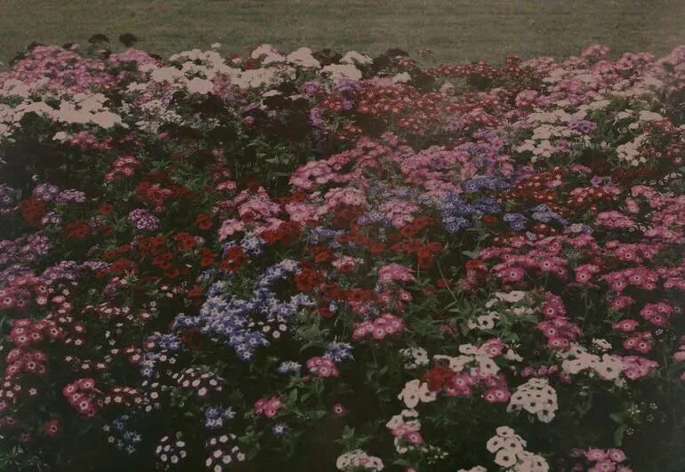 Image: Phlox Drummondii Grandiflora