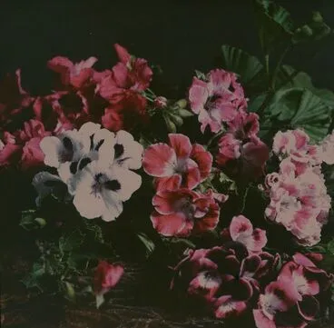 Image: Pelargoniums