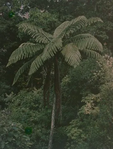 Image: Tree fern