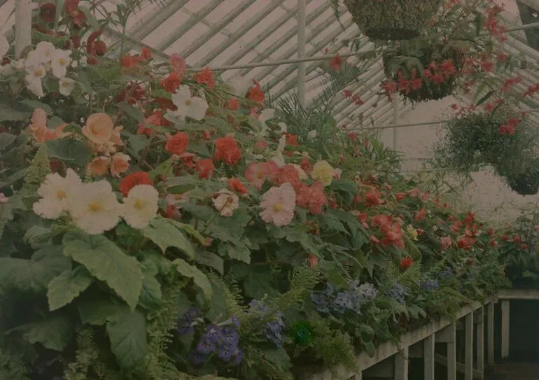 Image: Bergonia House, Domain Gardens, Auckland