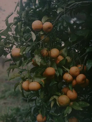 Image: Oranges at Takapuna