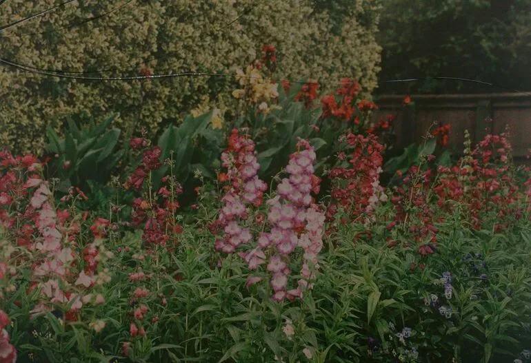 Image: Penstemons