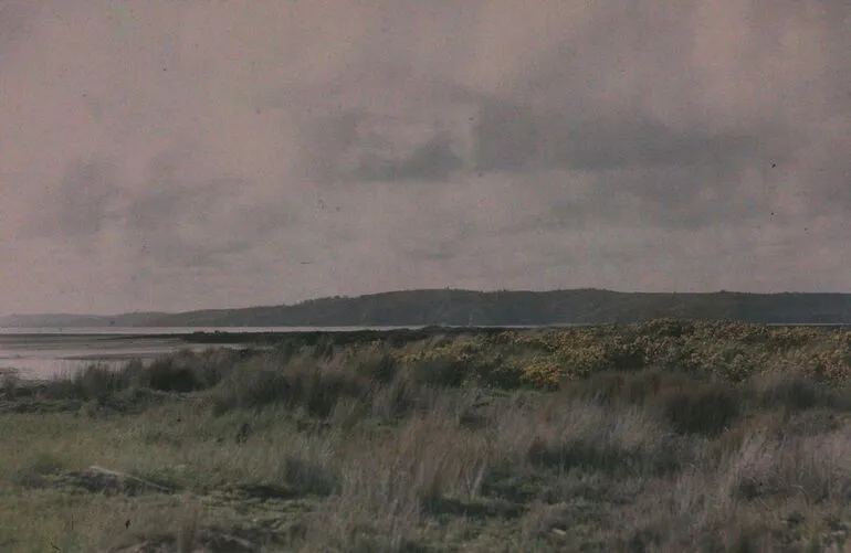 Image: Gorse and rushes