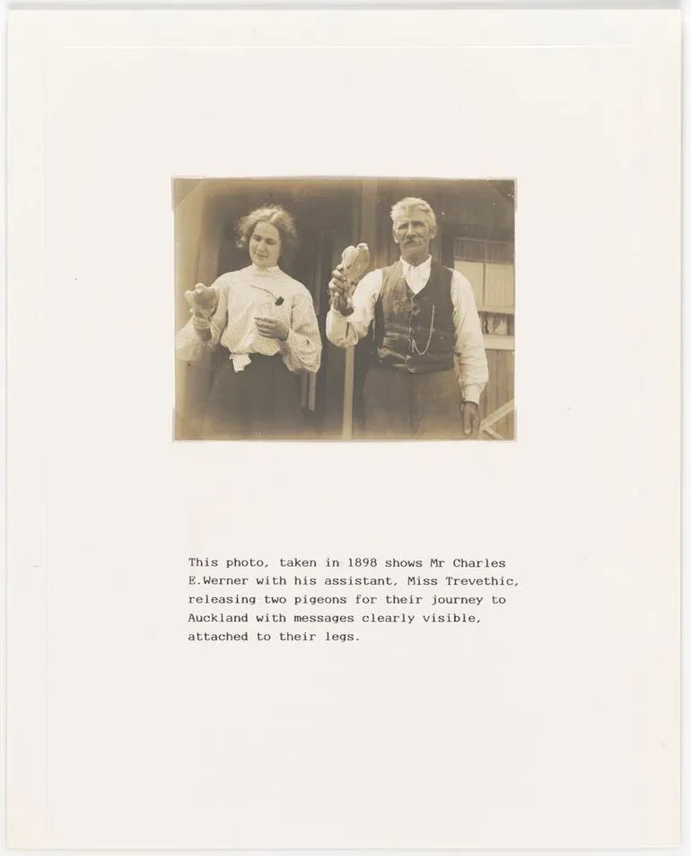 Image: Great Barrier Pigeongram Service: Photograph of pigeons with messages attached