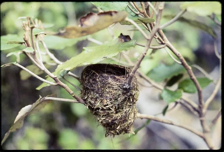 Image: Fantail nest 1. Note shelter leaf