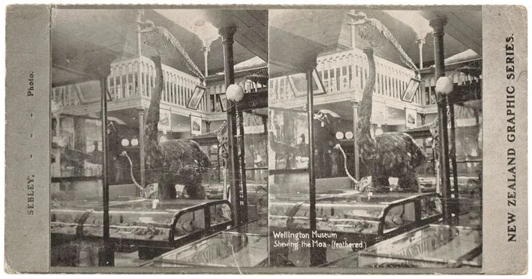 Image: Wellington Museum, showing the Moa (feathered)