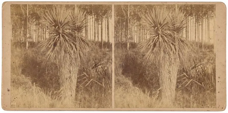 Image: Single Cabbage Tree