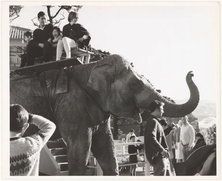 Image: Elephant, Wellington Zoo