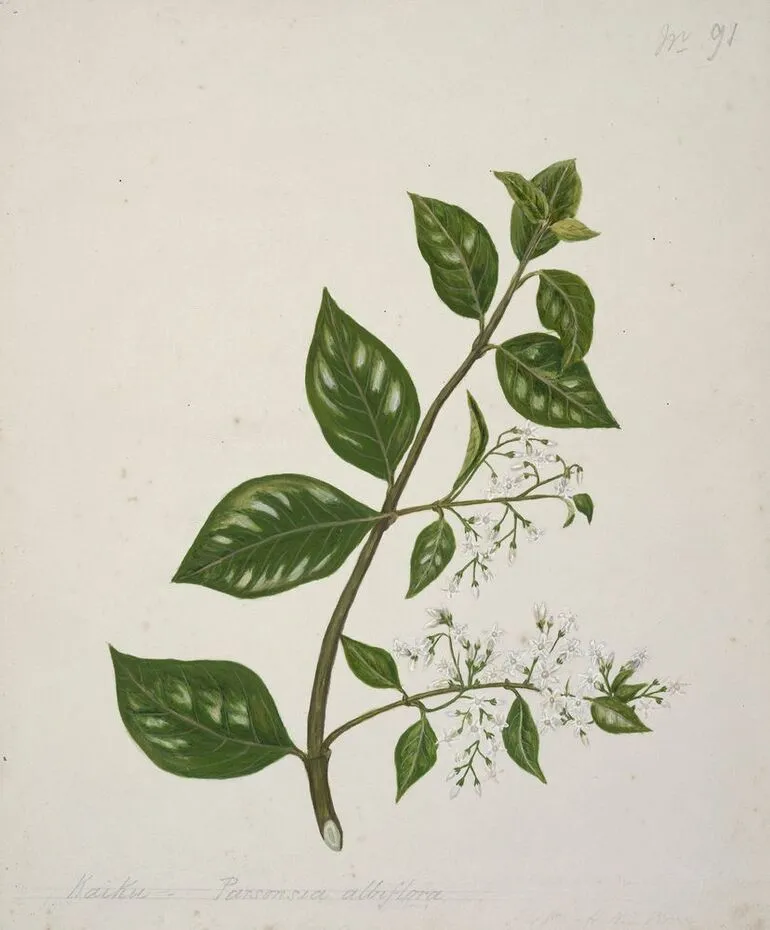 Image: Kaiku