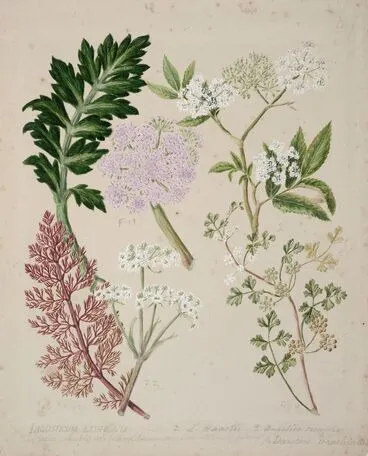 Image: [Ligosticum latifolium]