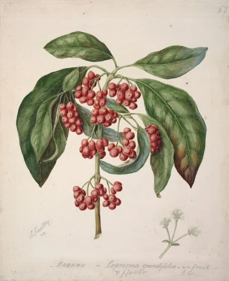 Image: Coprosma australis / Kanono