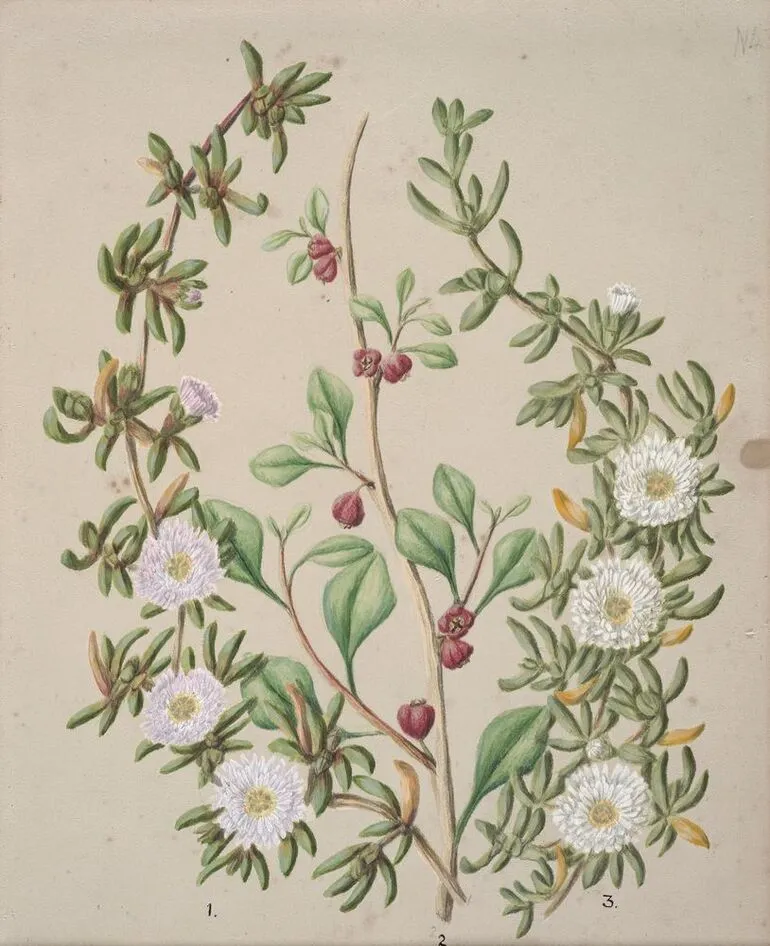 Image: Horokaka; N.Z ice plant; Kokihi.