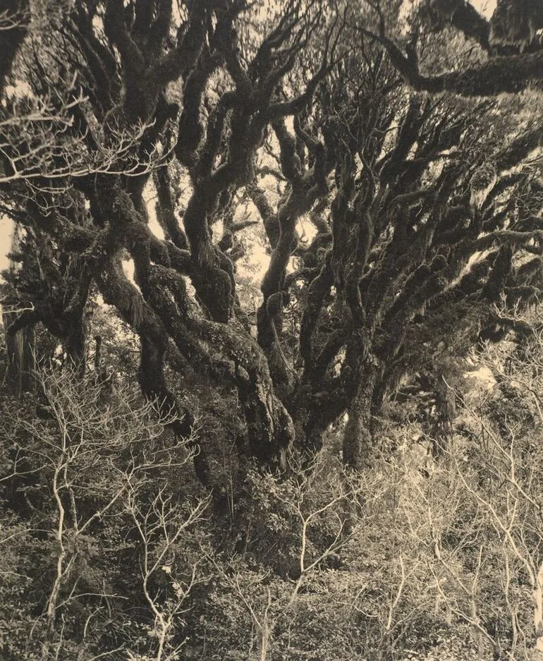 Image: The Tree of Many Branches, North Egmont bush (29)