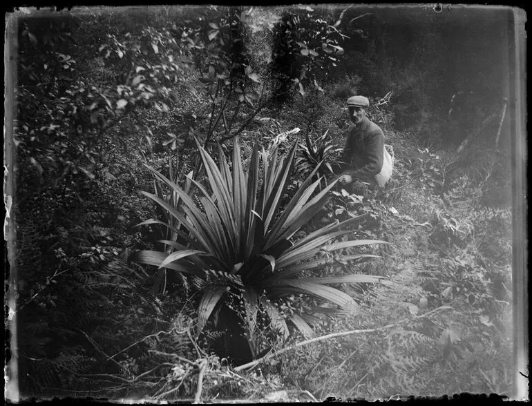Image: Fern, Tararua Range