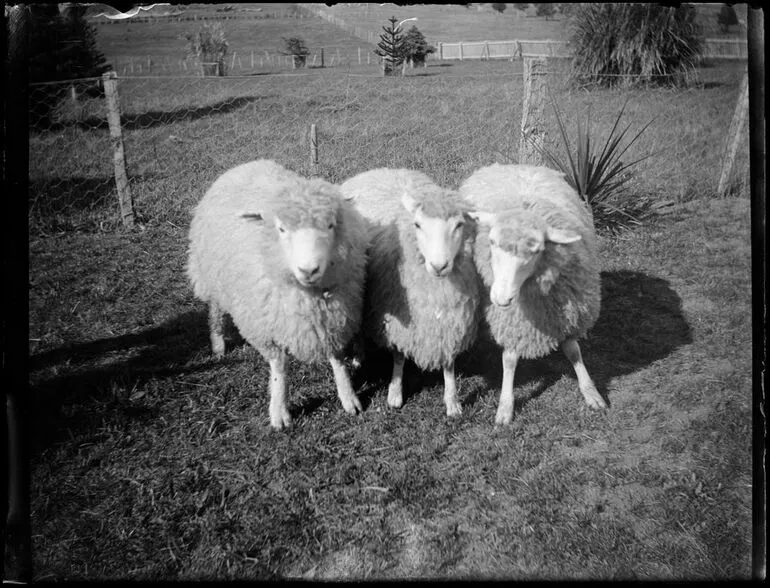 Image: Pet lambs