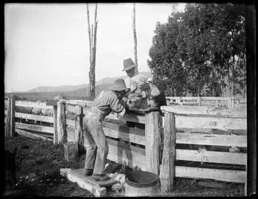 Image: Docking lambs at 'Cheslyn Rise'