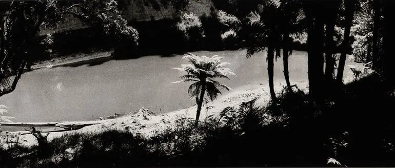 Image: Tree fern, Arimatea. From the portfolio: The Wanganui - 12 Panoramas