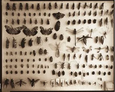 Image: "Exotic various orders, Entomology"