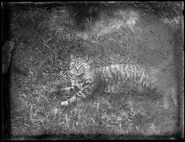Image: Cat