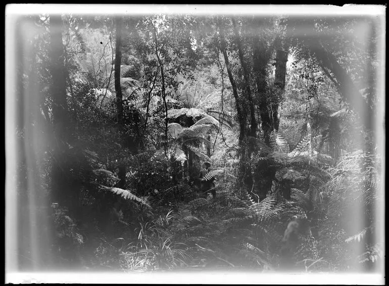 Image: Horowhenua and nature study