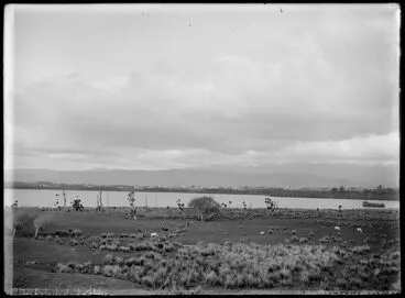 Image: Levin across Lake Horowhenua