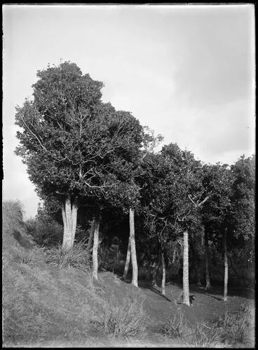 Image: Grove of the Karaka (Corynocarpus laevigata) growing on old grassy sand-dunes near outlet to Lake Horowhenua near Levin