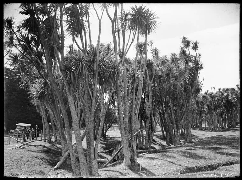 Image: Groves of ti kouka (cabbage trees)