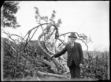 Image: Rod McDonald and the old grape vine planted in the 1860s at a former Native Settlement, foot of Paeroa Hill, Poroutawhio, Levin