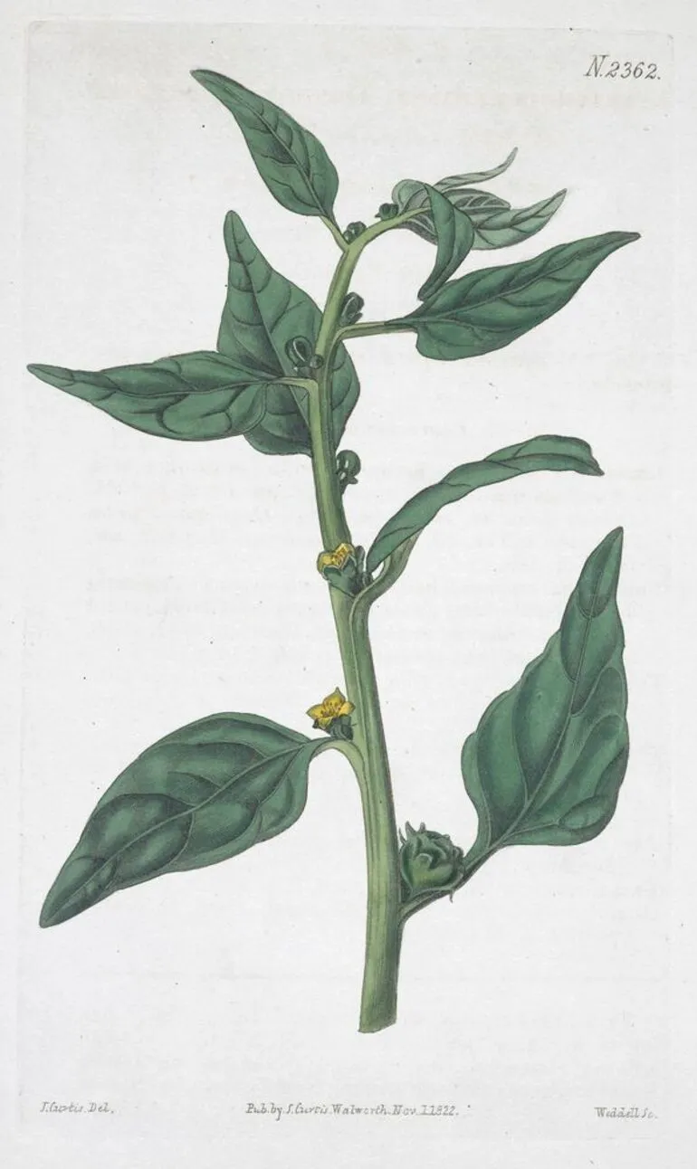 Image: Tetragonia expansa