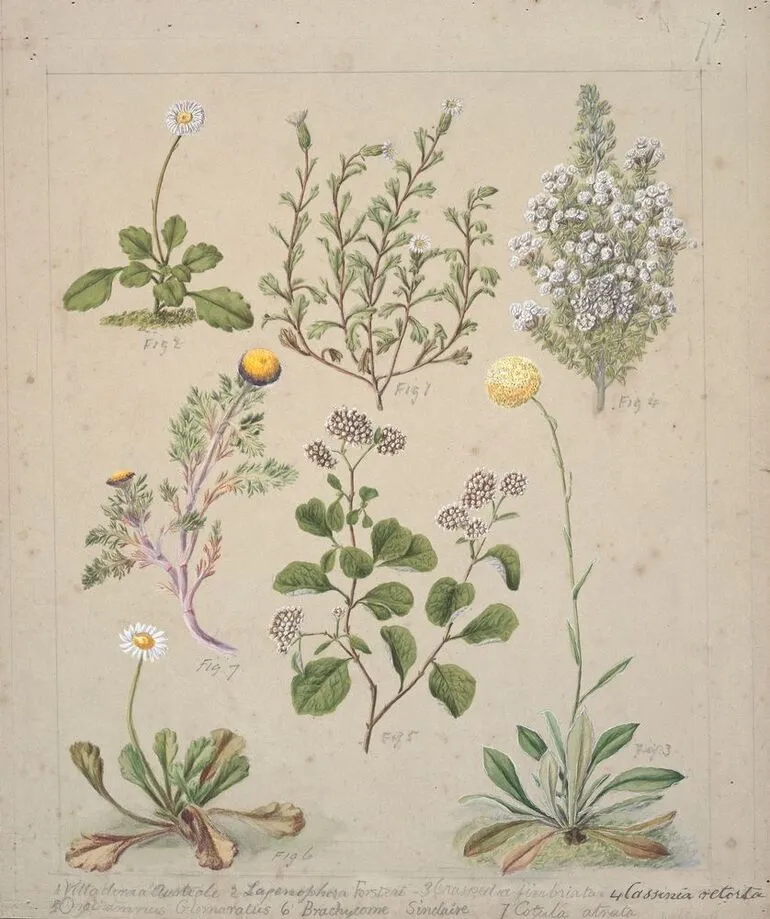 Image: [Villadirua Australe; Lapenophora Forsteri; Craspeda finbriata; Cassinia retorta; Orathamnus Glomaratus; Brachycome Sinclarii; Cotula atrata;]
